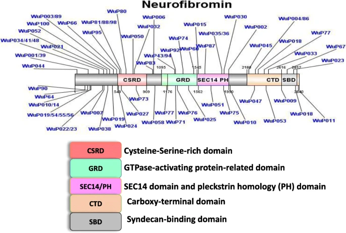 نوروفیبرومین   https://jbiomedsci.biomedcentral.com/articles/10.1186/s12929-018-0474-9