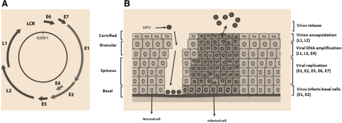 hpv vírus és pap 2 torok papillomavírus