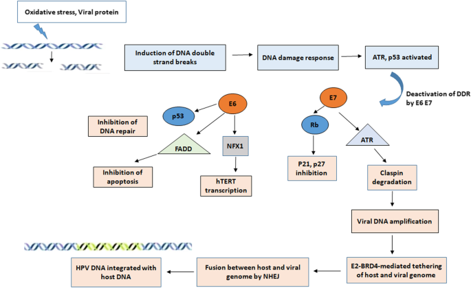 hpv herpes and pregnancy polygemma 16 imunitate