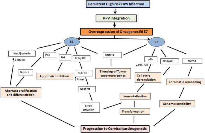 hpv cancer pathway