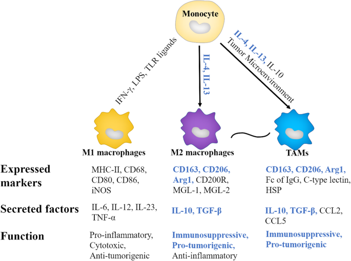 Tumor Associated Macrophages An Accomplice In Solid Tumor Progression Journal Of Biomedical Science Full Text Tumor Associated Macrophages An Accomplice In Solid Tumor Progression Journal Of Biomedical Science Full Text
