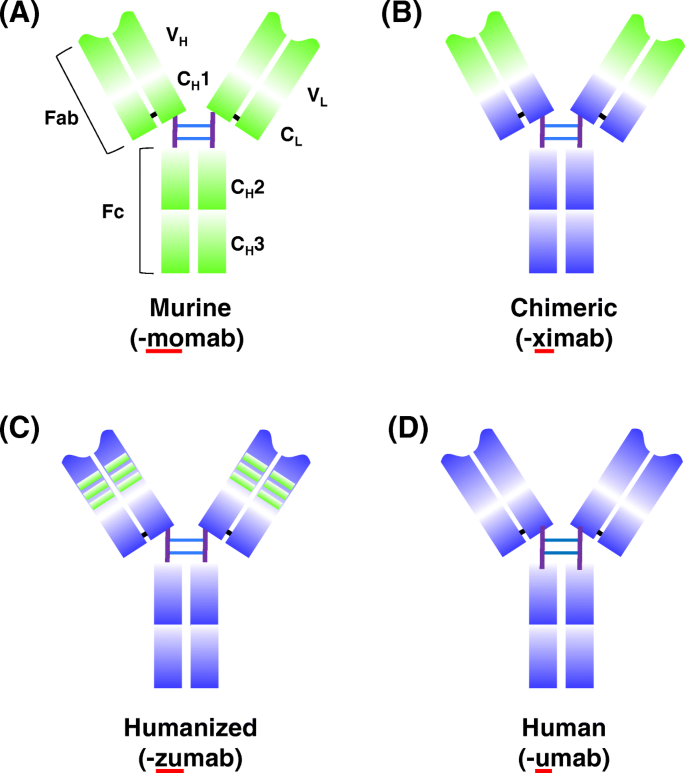 Development Of Therapeutic Antibodies For The Treatment Of Diseases Journal Of Biomedical Science Full Text