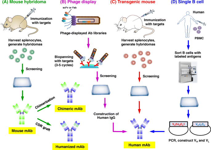 Opportunities for therapeutic antibodies directed at G-protein