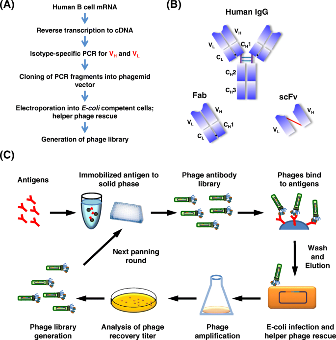 Development Of Therapeutic Antibodies For The Treatment Of Diseases Journal Of Biomedical Science Full Text