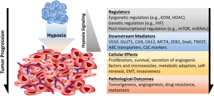 Anti-hypoxia ability Anti-hypoxia ability
