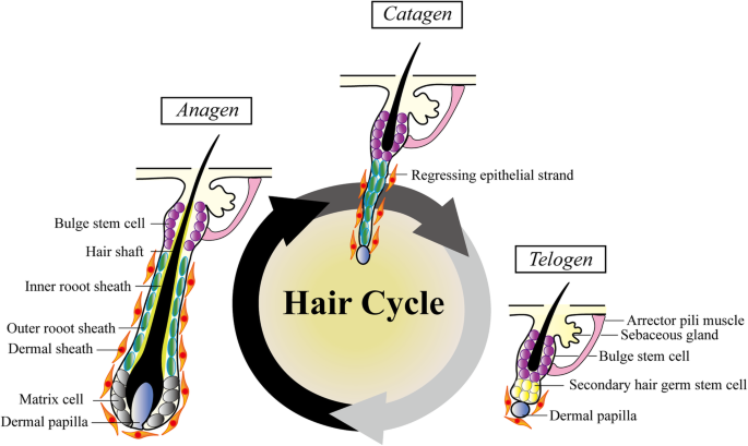 hair root