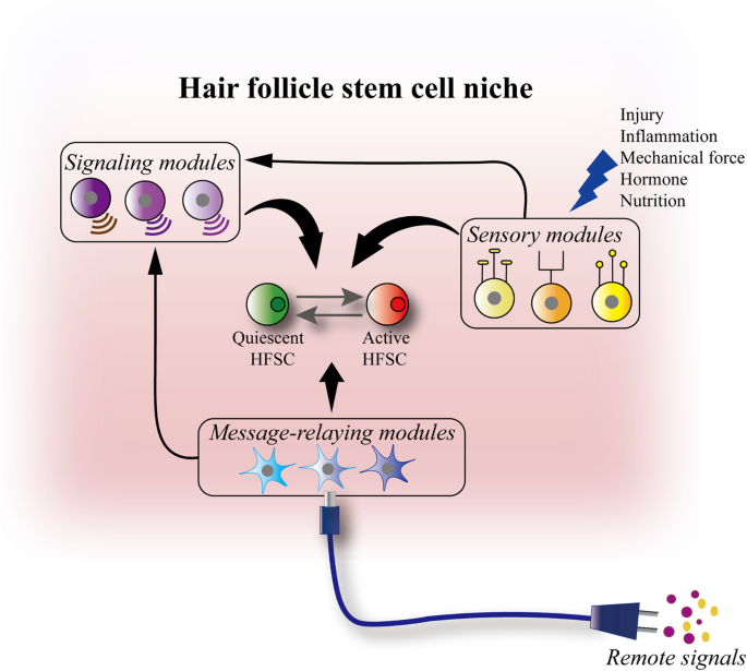 Functional complexity of hair follicle stem cell niche and therapeutic  targeting of niche dysfunction for hair regeneration | Journal of  Biomedical Science | Full Text