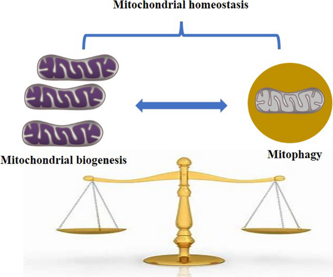 Crosstalk between mitochondrial biogenesis and mitophagy to maintain ...