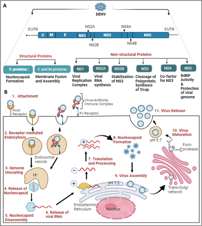 case presentation of dengue virus figure 1