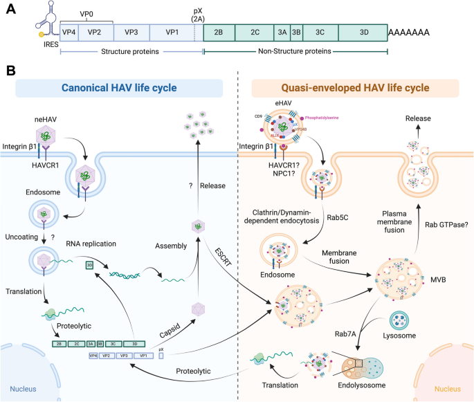 Hijacking host extracellular vesicle machinery by hepatotropic 