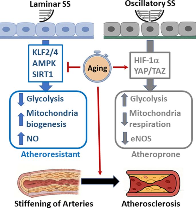 l-glutathione vs kidneys Glutathione in Brain Disorders and Aging