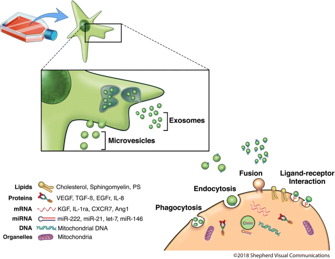 Therapeutic Potential Of Products Derived From Mesenchymal Stem Stromal Cells In Pulmonary Disease Respiratory Research Full Text Therapeutic Potential Of Products Derived From Mesenchymal Stem Stromal Cells In Pulmonary Disease Respiratory Research Full Text