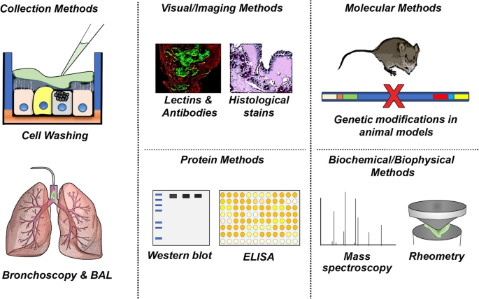 Strategies for measuring airway mucus and mucins | Respiratory Research | Full Text Strategies for measuring airway mucus and mucins | Respiratory Research | Full Text