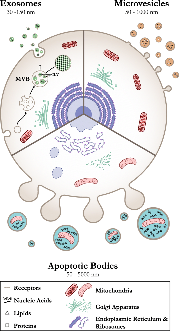 Extracellular vesicles: novel communicators in lung diseases | Respiratory  Research | Full Text