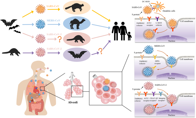 From Sars And Mers To Covid 19 A Brief Summary And Comparison Of Severe Acute Respiratory Infections Caused By Three Highly Pathogenic Human Coronaviruses Respiratory Research Full Text