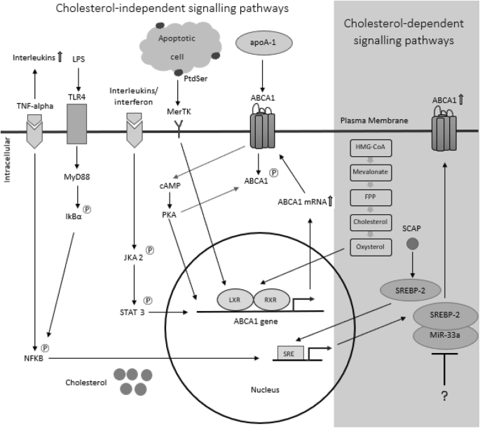 figure1