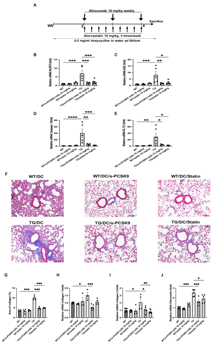 conditional gene expression in the respiratory epithelium of the mouse figure 8