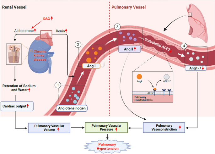 Nephrectomy and high-salt diet inducing pulmonary hypertension and ...
