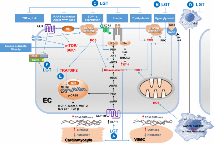 The role of dipeptidylpeptidase-4 inhibitors in management of  cardiovascular disease in diabetes; focus on linagliptin | Cardiovascular  Diabetology | Full Text