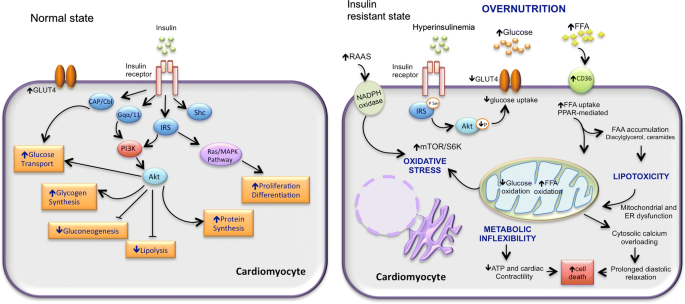 how does diabetes affect metabolism