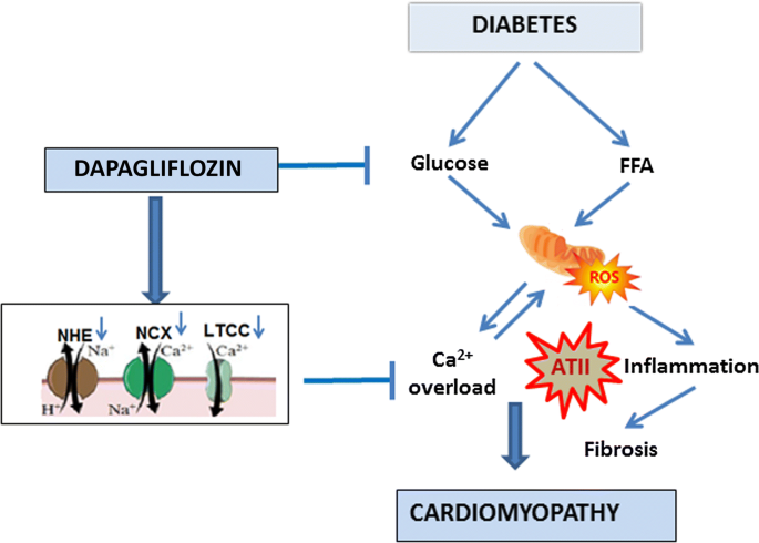 Sodium–glucose cotransporter 2 inhibitor Dapagliflozin attenuates diabetic  cardiomyopathy | Cardiovascular Diabetology | Full Text