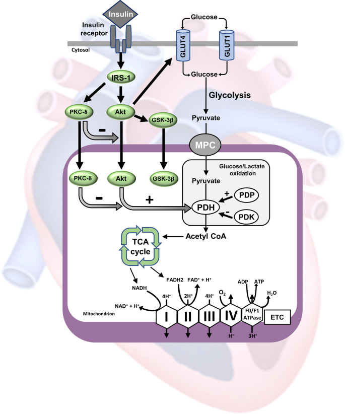 Insulin directly stimulates mitochondrial glucose oxidation in the 