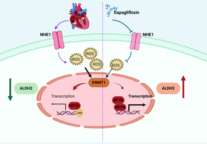 ALDH2 mediates the effects of sodium-glucose cotransporter 2 inhibitors ...