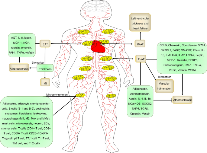 Advances and challenges of targeting epicardial adipose tissue (EAT) and  perivascular adipose tissue (PVAT) | Cardiovascular Diabetology | Springer  Nature Link