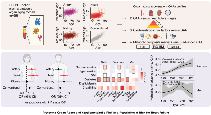 Proteome organ aging and cardiometabolic risk in a population at risk ...
