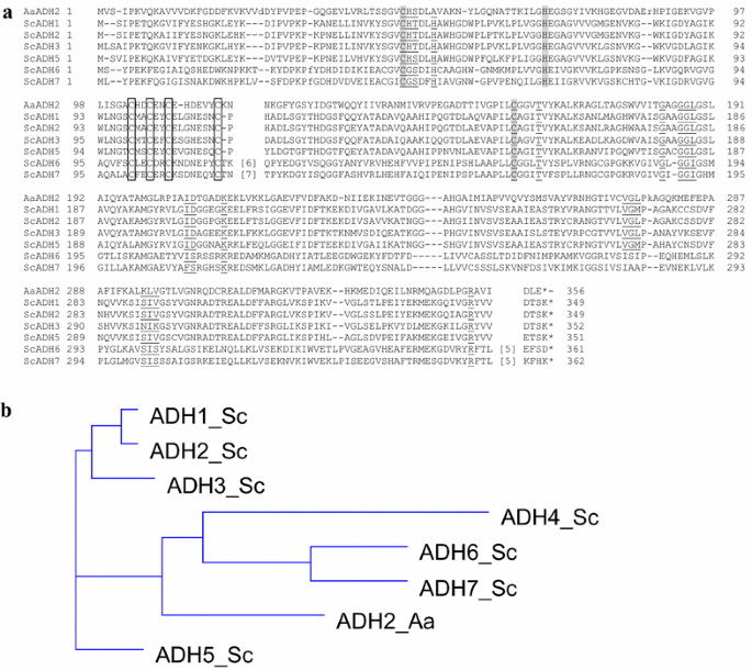 Aadh2p: an Arxula adeninivorans alcohol dehydrogenase involved in the first  step of the 1-butanol degradation pathway | Microbial Cell Factories | Full  Text