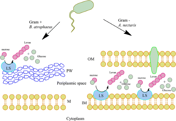 levan structure