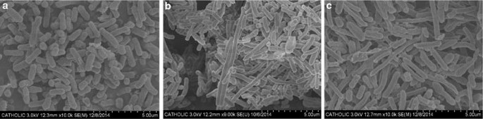 An Evolutionary Optimization Of A Rhodopsin Based Phototrophic Metabolism In Escherichia Coli Microbial Cell Factories Full Text An Evolutionary Optimization Of A Rhodopsin Based Phototrophic Metabolism In Escherichia Coli Microbial Cell Factories Full Text