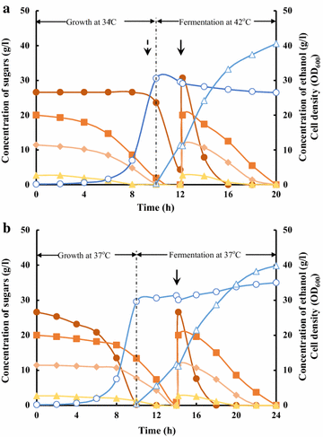 Improved Ethanol Productivity From Lignocellulosic Hydrolysates By Escherichia Coli With Regulated Glucose Utilization Microbial Cell Factories Full Text
