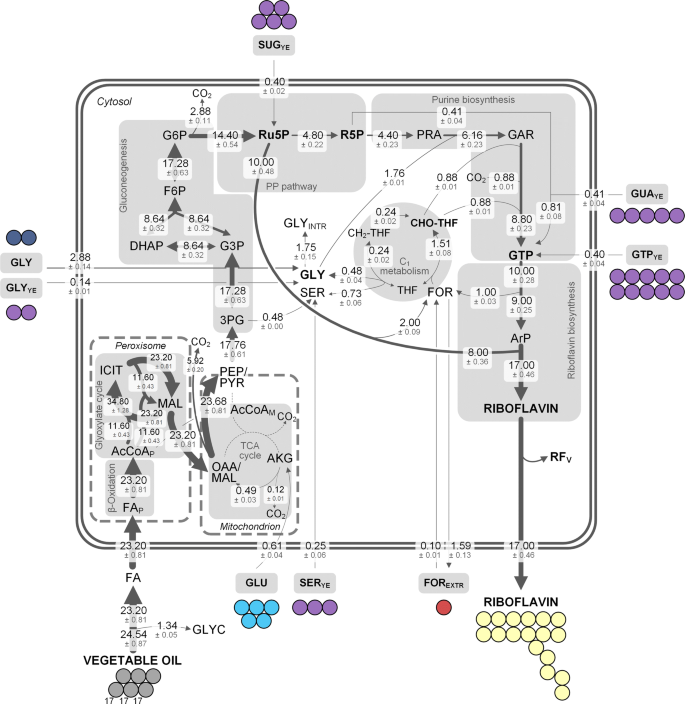 Metabolic Flux Analysis In Ashbya Gossypii Using 13 C Labeled Yeast Extract Industrial Riboflavin Production Under Complex Nutrient Conditions Microbial Cell Factories Full Text