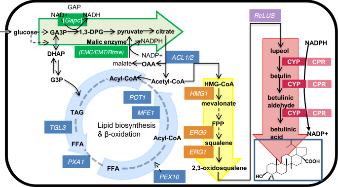 Boosting The Biosynthesis Of Betulinic Acid And Related Triterpenoids In Yarrowia Lipolytica Via Multimodular Metabolic Engineering Microbial Cell Factories Full Text