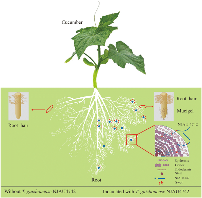 TgSWO from Trichoderma guizhouense NJAU4742 promotes growth in cucumber  plants by modifying the root morphology and the cell wall architecture |  Microbial Cell Factories | Full Text