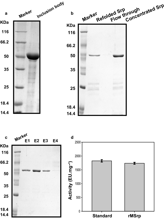 Enhanced Production Of Recombinant Serratiopeptidase In
