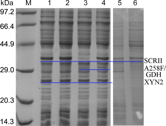 Efficient Production Of S 1 Phenyl 1 2 Ethanediol Using Xylan As Co Substrate By A Coupled Multi Enzyme Escherichia Coli System Microbial Cell Factories Full Text