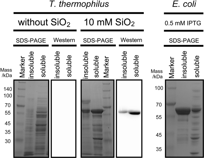 Development Of A New Gene Expression Vector For Thermus Thermophilus Using A Silica Inducible Promoter Microbial Cell Factories Full Text
