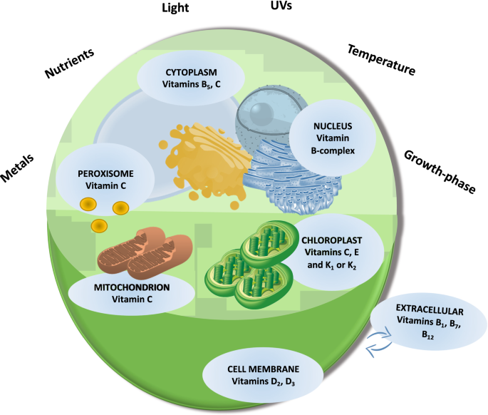 Challenging Microalgal Vitamins For Human Health Microbial Cell Factories Full Text