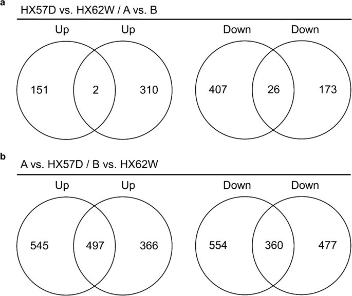 Different Transcriptional Responses Of Haploid And Diploid S Cerevisiae Strains To Changes In Cofactor Preference Of Xr Microbial Cell Factories Full Text