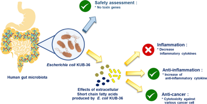 Anti-cancer and anti-inflammatory effects elicited by short chain fatty  acids produced by Escherichia coli isolated from healthy human gut  microbiota | Microbial Cell Factories | Full Text