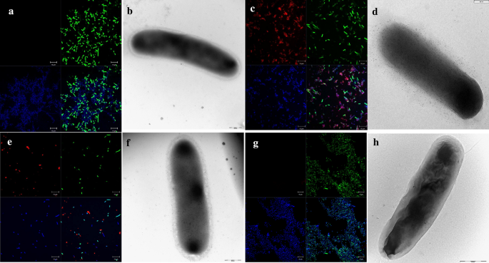Decorating The Surface Of Escherichia Coli With Bacterial Lipoproteins A Comparative Analysis Of Different Display Systems Microbial Cell Factories Full Text Decorating The Surface Of Escherichia Coli With Bacterial Lipoproteins A Comparative Analysis Of Different Display Systems Microbial Cell Factories Full Text
