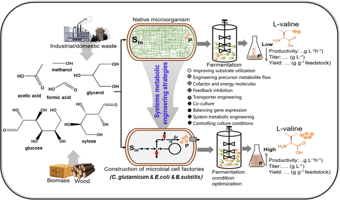 Engineering of microbial cells for L-valine production: challenges and  opportunities | Microbial Cell Factories | Full Text