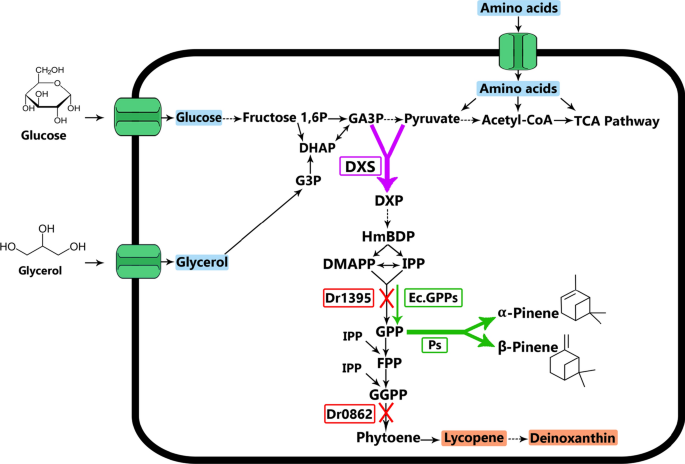 Metabolic engineering of Deinococcus radiodurans for pinene