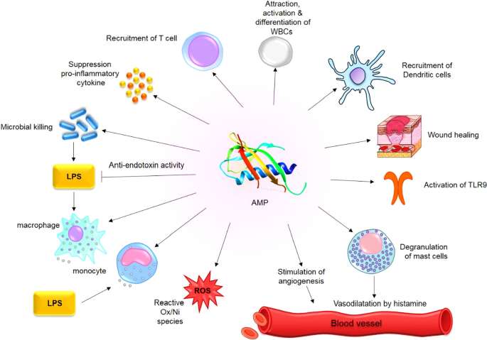 Antimicrobial peptides: a solution for antimicrobial resistance?