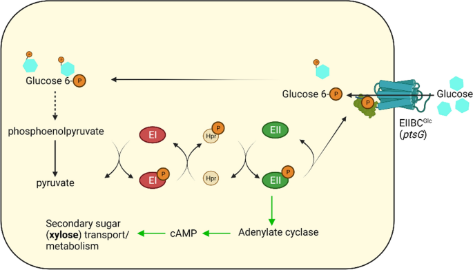 Difference between xylose and glucose