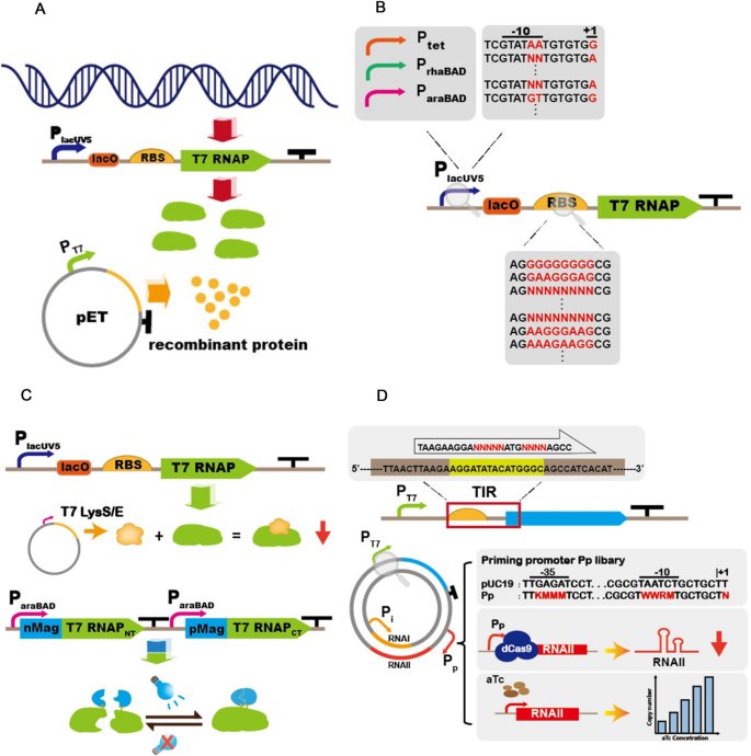 Managing Scale-Up of Recombinant Proteins