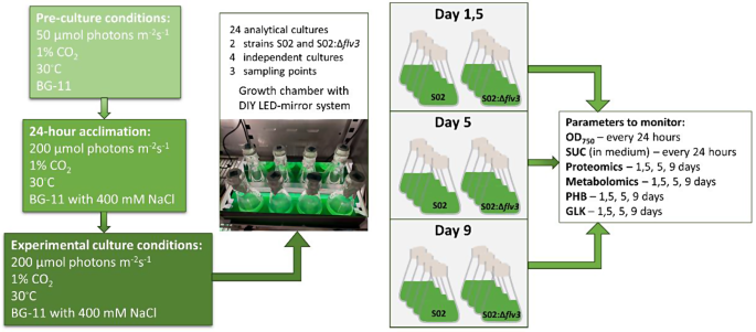Interplay between photosynthetic electron flux and organic carbon sinks in sucrose-excreting Synechocystis sp. PCC 6803 revealed by omics approaches | Microbial Cell Factories | Full Text interplay-between-photosynthetic-electron-flux-and-organic-carbon-sinks-in-sucrose-excreting-synechocystis-sp-pcc-6803-revealed-by-omics-approaches-microbial-cell-factories-full-text