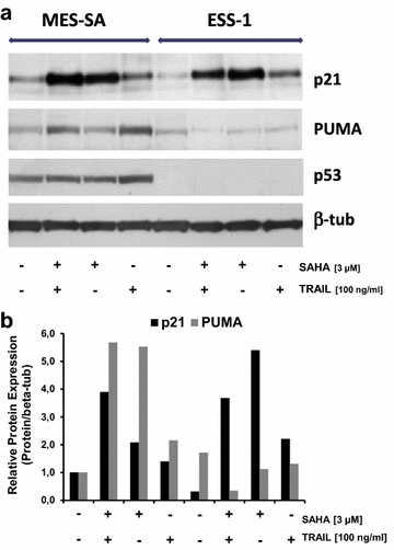 Molecular mechanism leading to SAHA-induced autophagy in tumor cells:  evidence for a p53-dependent pathway | Cancer Cell International | Full Text